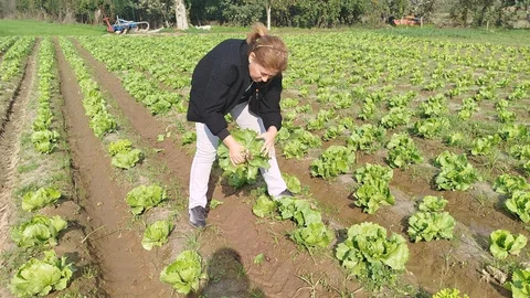 Söke'de Marul Tarlalarında Numune Alındı
