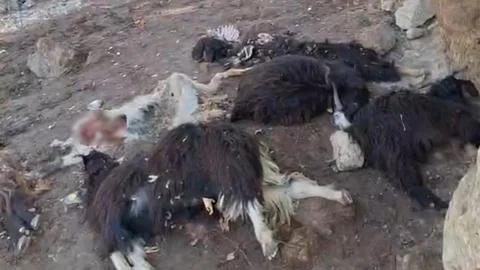 Batman'da Kurt Saldırısı Yaşandı