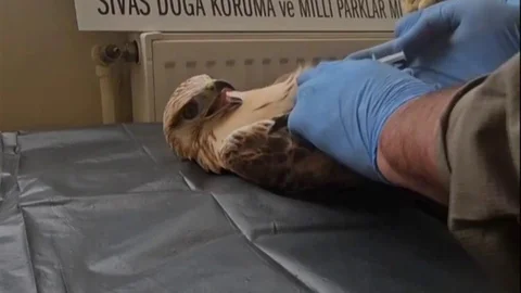 Sivas'ta Salınan Şahin Yeniden Doğaya Kavuştu