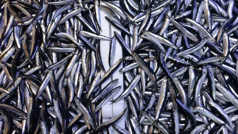 Trabzon'da Hamsi İhracatı Beklentiyi Karşılamadı