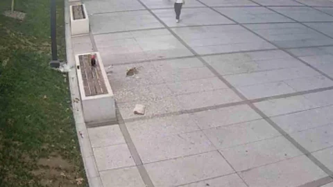 Bursa'da Çekirdek Keyfi Yüzünden Cezalandırma