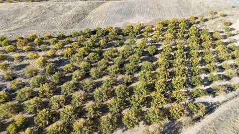 Malatya'da Kayısı Ağaçları Umut Veriyor