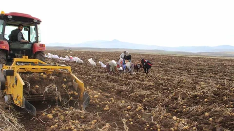 Tercan'da Kışlık Patates Hasadı