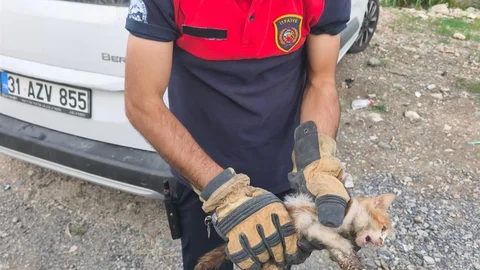 Arsuz'da Kaputta Mahsur Kalan Kedi