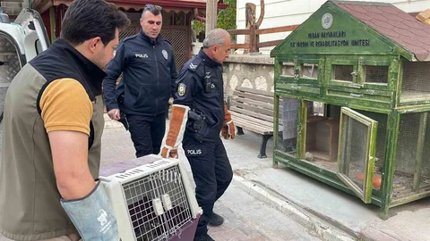 Karaman'da Yaralı Doğan Koruma Altında