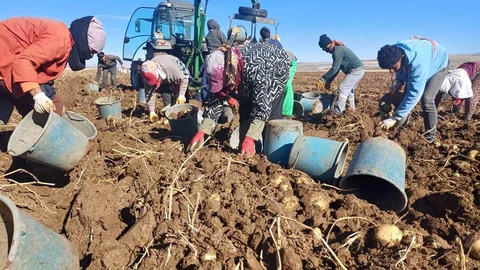 Malazgirt'te Patates Hasadı Sevinci