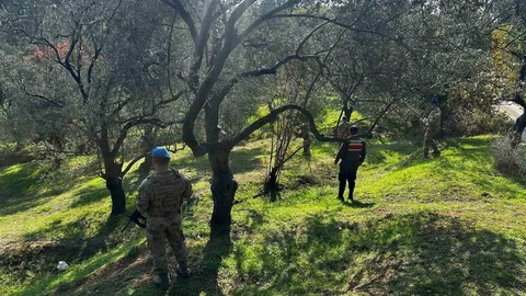 Edremit'te Zeytin Hırsızlığı Önlemleri