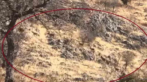 Diyarbakır'da Dağ Keçileri Görüntülendi
