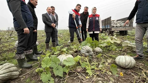 Düzce'de Kestane Kabağı Hasadı Başladı