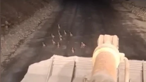 Keklik Yavrularına Duyarlılık Gösterdi