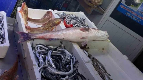 Sinop'ta Dev Deniz Levreği Satıldı