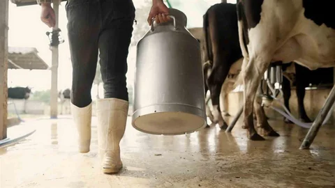 Aydın'da Çiğ Süt Destek Ödemesi