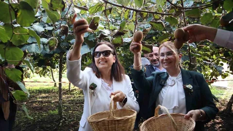 Yalova'da Kivi Hasadı Başladı