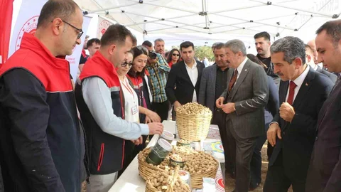 Şırnak’ta Yer Fıstığı Hasadı Beklentisi