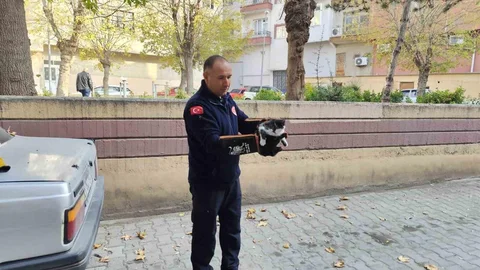 Çorum'da Ağaçta Mahsur Kalan Kedi