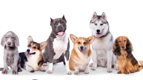 " Bir Can Kurtar" – Sokak Hayvanları İçin Duyarlılığa Davet