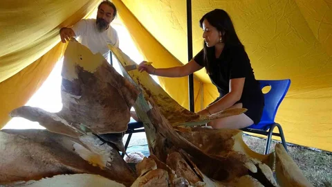 Mersin'de Balina İskeleti Keşfi