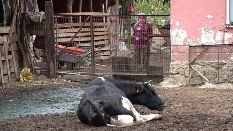 Şap Hastalığı İçin Aşılamanın Önemi Bursa'da Vurgulandı