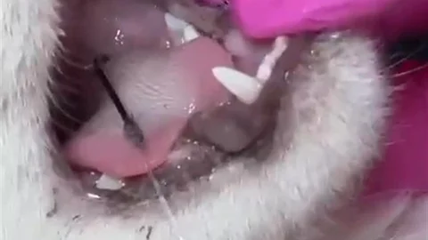 Çanakkale'de Kediyi Olta Kancası Sakatladı