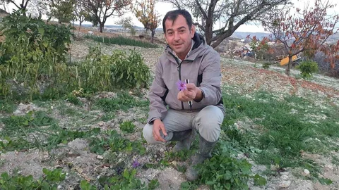 Demirci'de Safran Çiçeği Yetiştirildi