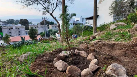 Bodrum'da Fidan Dikimi Etkinliği