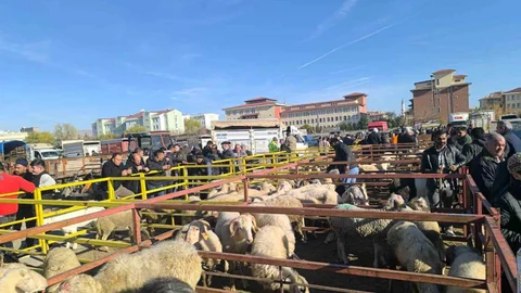 Afyonkarahisar Canlı Hayvan Pazarı Yeniden Açıldı
