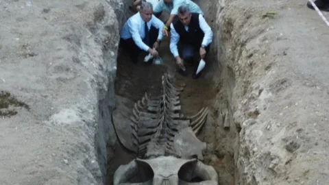 Mersin’de Tarihi Birleştirme: 16 Metrelik Dev Balina İskeleti Canlanıyor!