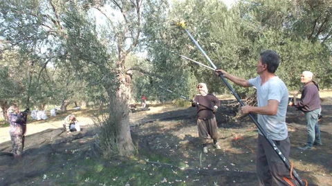 Balıkesir'de Zeytin Hasadı Kolaylaşıyor