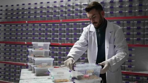 Niğde'den Akrep Zehri İhracatı Başladı