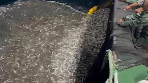 Çanakkale'de Duyarlı Balıkçılık Örneği