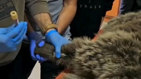 Kars'ta Yaralı Bozayı Tedavi Ediliyor