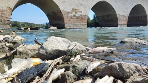 Ceyhan Nehri'nde Balık Ölümleri