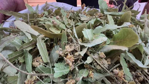 Düzce'de Ihlamur Fiyatları Düştü