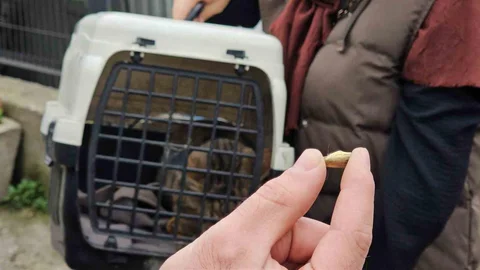 Zonguldak’ta Mermili Kedi