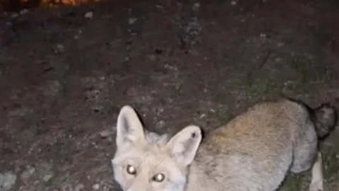 Osmaniye'de Meraklı Tilki