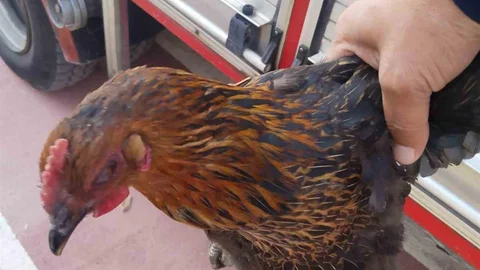 Gümüşhane'de İtfaiye Kurtarma Operasyonu