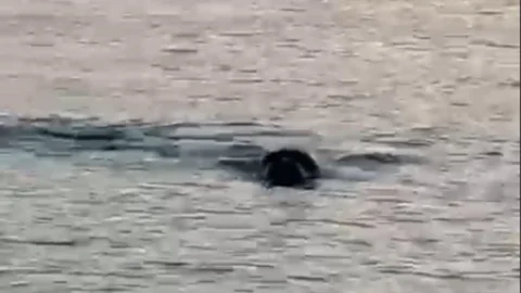 Silifke’nin Yıldızı Geldi: Akdeniz’in Şımarık Prensesi Kıyıya Yakın Keyif Yaparken Kameralara Yakalandı!