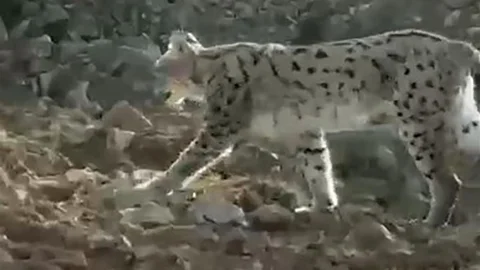 Hakkari'de Vaşak Görüntüleri