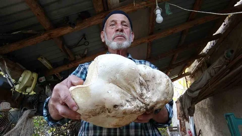 Kütahya'da Dev Mantar Bulundu