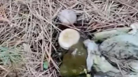 Bolu'da Ormanlık Alan Kirli