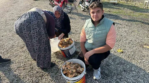 Bursa'da Öğrenciler Mantar Topluyor