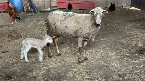 Hayvanlara Küflü Domates Yedirmeyin