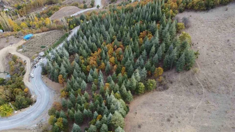 Adana’da 37 Yıllık Orman Oluşumu