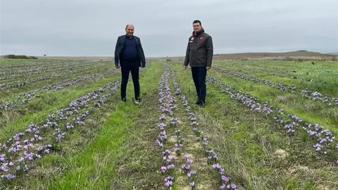 Tekirdağ'da Safran Üretimi Artıyor