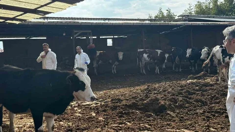 Denizli'de Şap Hastalığı Önlemleri Artırıldı