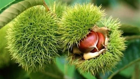 Düzce'de Kestane Bahçesi Desteği