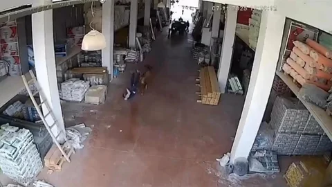 İnek Depoya Girdi, Çalışanlara Saldırdı