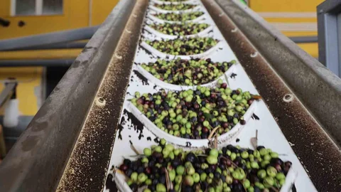 Adana'da Zeytin Yağı Üretimi Başladı