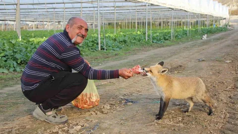 Çiftçi ve Tilki Arasındaki Dostluk