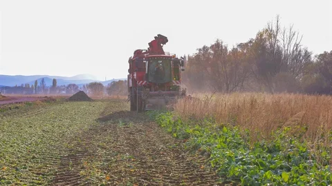 Bayburt’ta Şeker Pancarı Hasadı Başladı